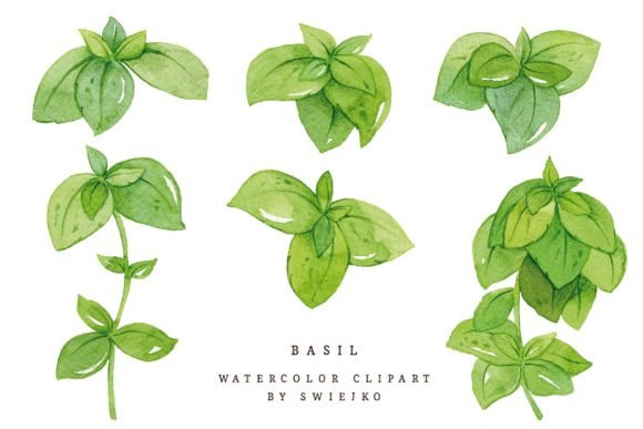 Basil, Watercolor Herbs, Hand Painted Graphics for Editorial Use